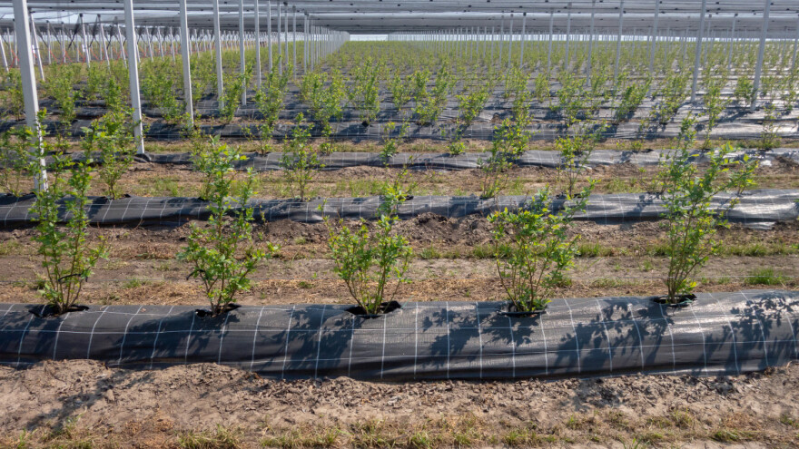 Beograd: Raspisani poljoprivredni konkursi - povraćaj 80 odsto