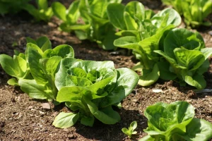 Povrtarska godina: Veliki promašaj - zelena salata?