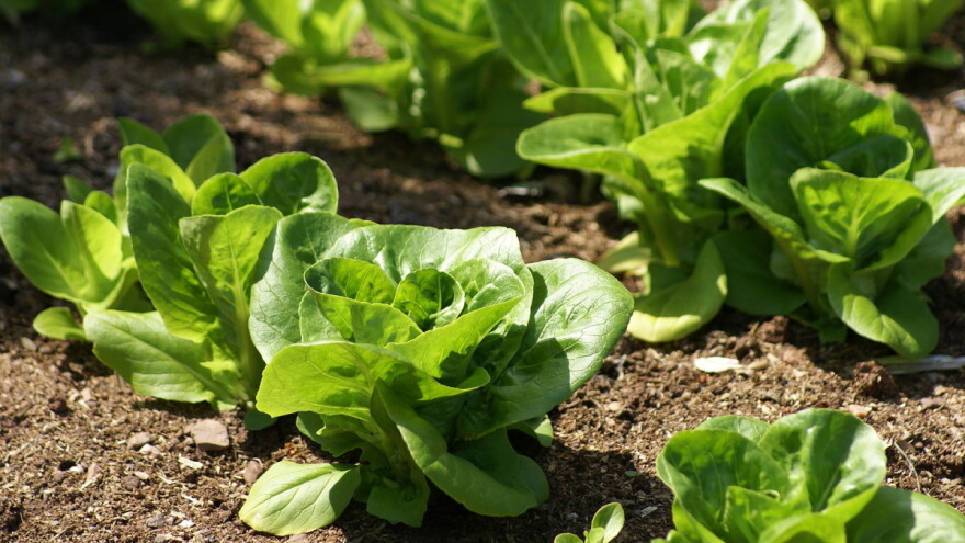 Povrtarska godina: Veliki promašaj - zelena salata?