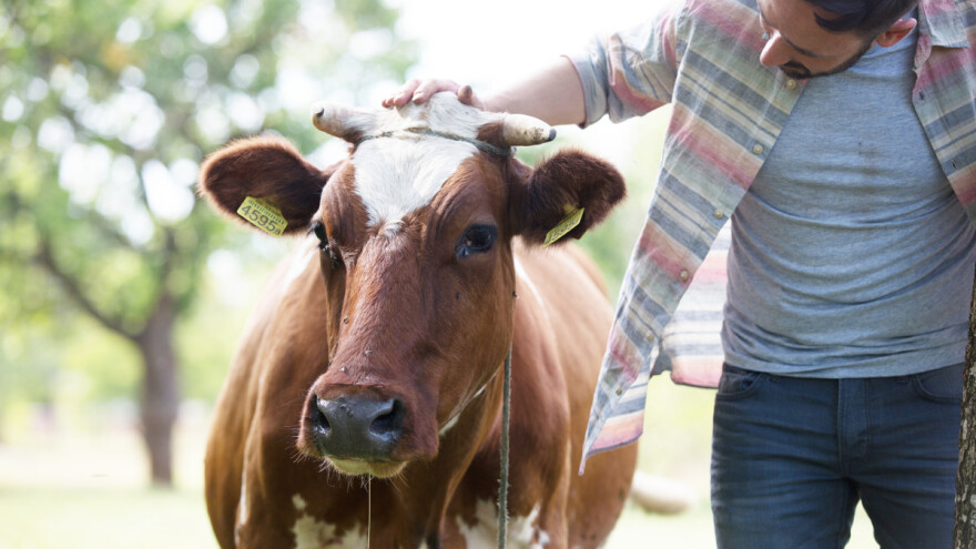 Tolušić: Uz novi program potpore, planiramo i dodatna rasterećenja za stočare