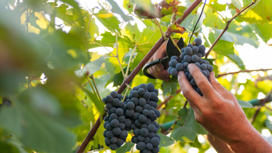 Objavljen je prvi natječaj iz nove Vinske omotnice!