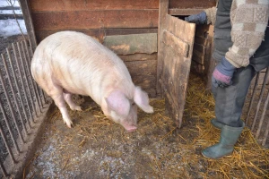 Odobreno tri milijuna kuna za program potpore proizvođačima tovnih svinja