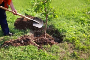 Uoči Svetskog dana šuma posađeno 300 sadnica poljskog jasena