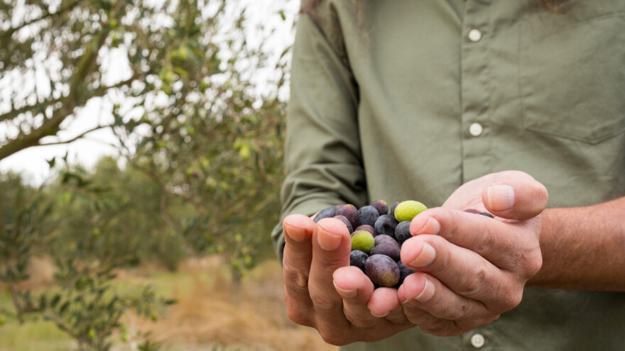 Berba je maslina, kakvo nas vrijeme očekuje?