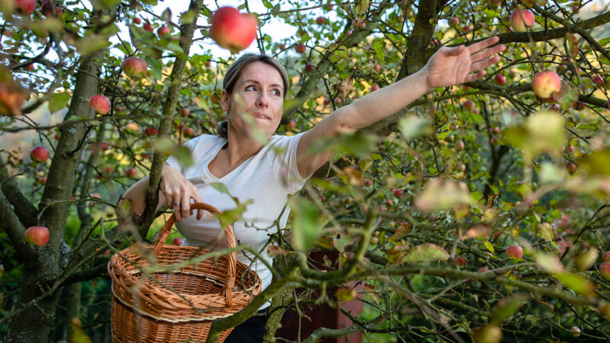 Do sada za IPARD investicije žena na selu isplaćeno 165,5 miliona dinara