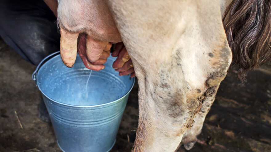 Branislav Latinčić: Imamo dvije krave i moramo prasićima davati mlijeko, nemamo kome prodati