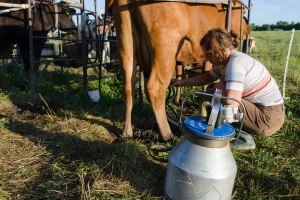 Zašto je ishrana važna za mliječnost junica u prvoj laktaciji?