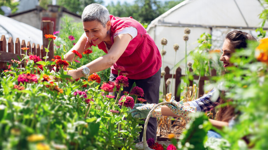 Sezonsko cvijeće i aromatično bilje – pravilna sjetva i značaj