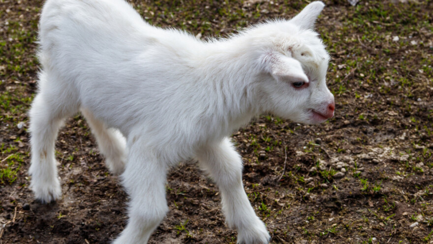 Ishrana jaradi u prvim nedeljama života