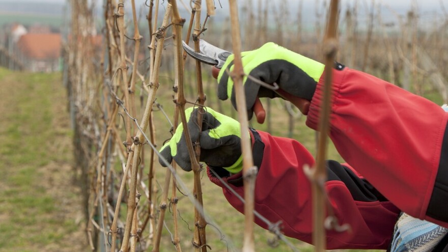 Tradicionalni načini rezidbe vinograda i formiranje uzgojnih oblika