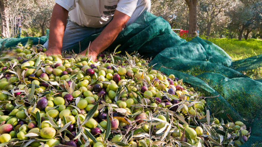 Buža - bujna, ali osjetljiva istarska sorta