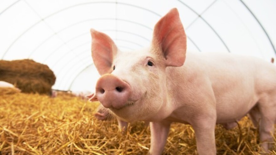 Kako povećati efikasnost korištenja hranjiva?