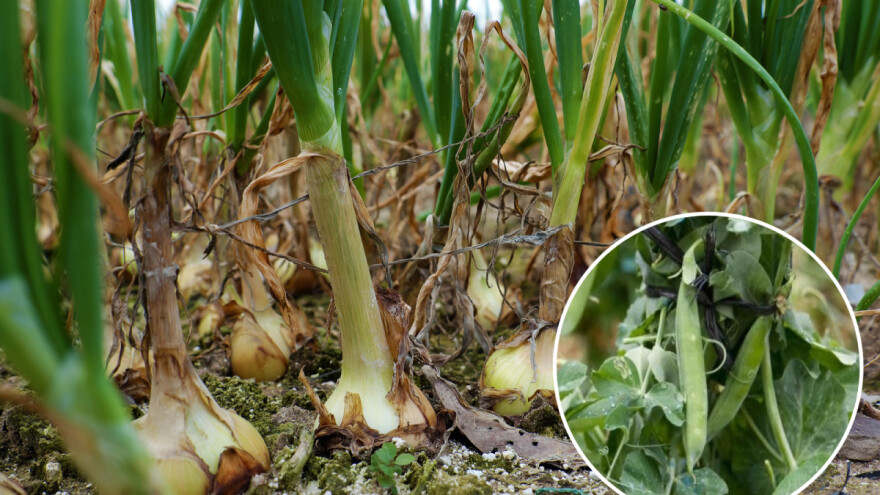 Združivanje biljaka: Zašto su grašak i luk u "svađi"?