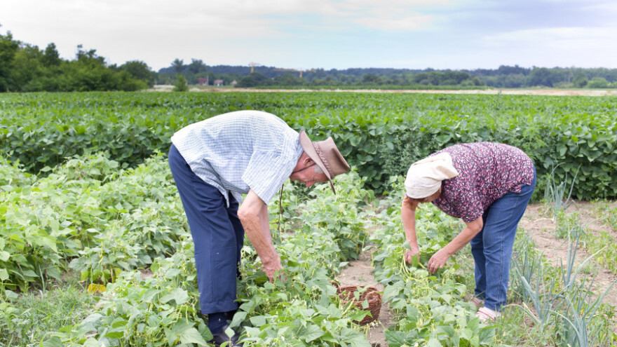 Manji troškovi, raste dohodak u poljoprivredi