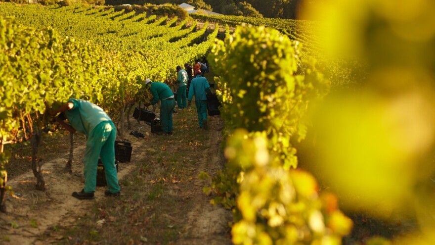Ovogodišnja proizvodnja vina u Francuskoj jedna od najgorih u istoriji?