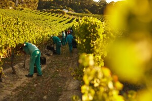 Ovogodišnja proizvodnja vina u Francuskoj jedna od najgorih u povijesti?