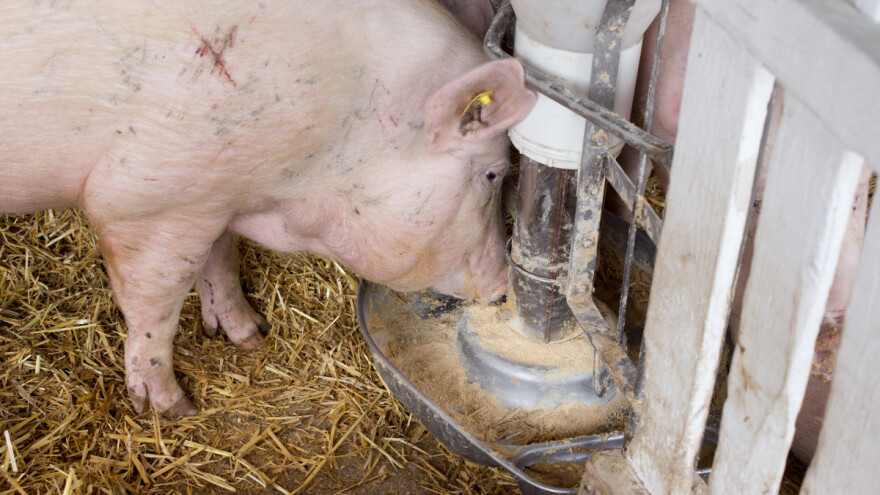 Cijene svinja drastično padaju u Kini - farme u dugovima