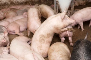 Afrička kuga svinja u Negotinu!