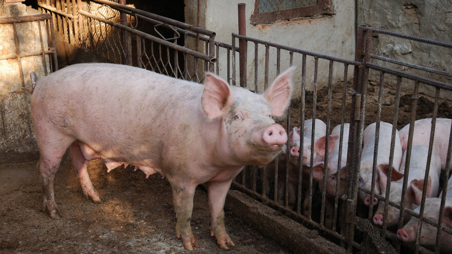 Za primarne poljoprivredne proizvođače osigurano 70 milijuna kuna