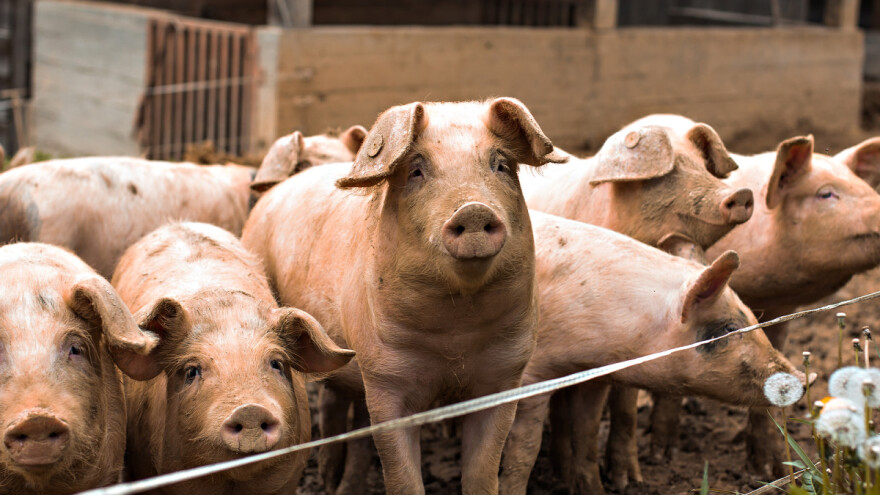 Sremski stočari: Umesto stoke, prodajemo kukuruz