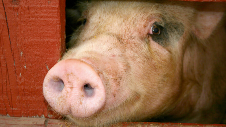 Eutanazija svinja u Aleksincu i Pirotu - preduzete mere sprečavanja širenja AKS-a