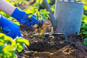 Vojvodina: Otvoren konkurs za nabavku mašina i opreme za organsku proizvodnju