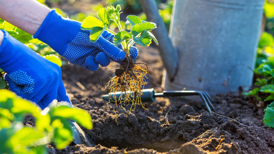 Vojvodina: Otvoren konkurs za nabavku mašina i opreme za organsku proizvodnju