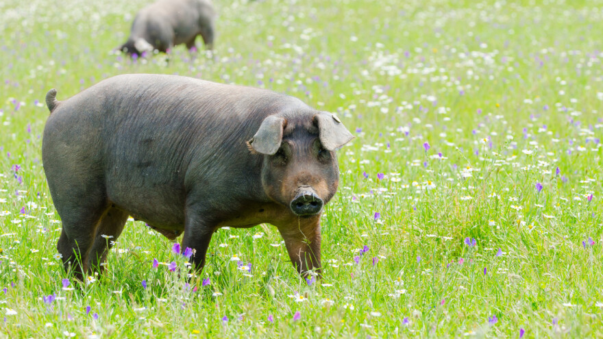 Pata negra ili kako Španjolska štiti svoju crnu iberijsku svinju