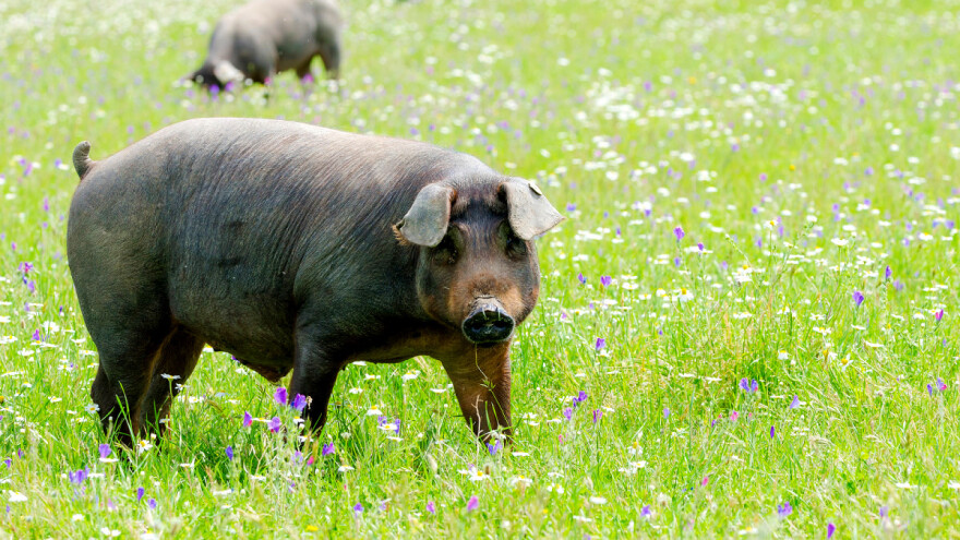 Otvoreno javno savjetovanje o popisu tipova i karti staništa