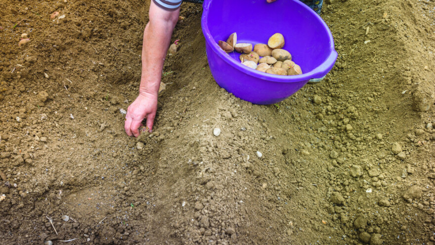 Produžen rok, stignete se javiti na natječaj za ulaganje u skladišne kapacitete za krumpir