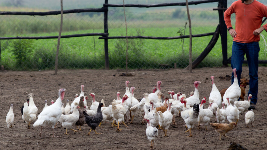 Mahaček: Tržište još ne prepoznaje kvalitetu pilećeg mesa iz ekstenzivnog uzgoja