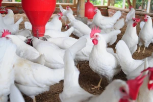 Životinje i bol: Kokoši same sebi daju lijekove za ublažavanje boli