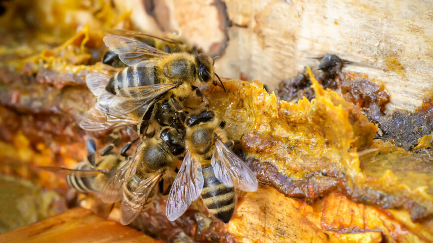 Međimurskim pčelarima isplaćeno milijun kuna za saniranje štete