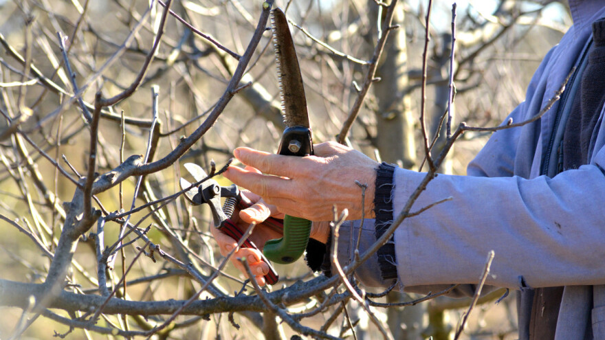 Kada obavljamo oštru rezidbu voća, a kada umerenu?