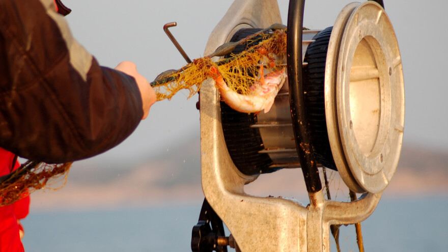 Ribarima i prerađivačima ribe s hrvatskih otoka isplaćeno 176 milijuna kuna