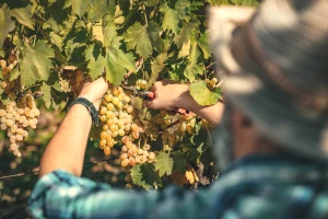 Vinari imamo dobre vijesti, usvojen je Nacionalni program pomoći sektoru vina vrijedan 55,5 milijuna eura!