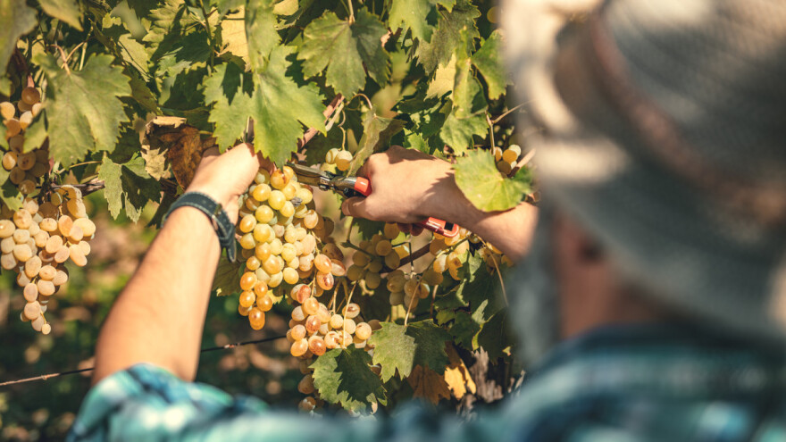 Vinari imamo dobre vijesti, usvojen je Nacionalni program pomoći sektoru vina vrijedan 55,5 milijuna eura!