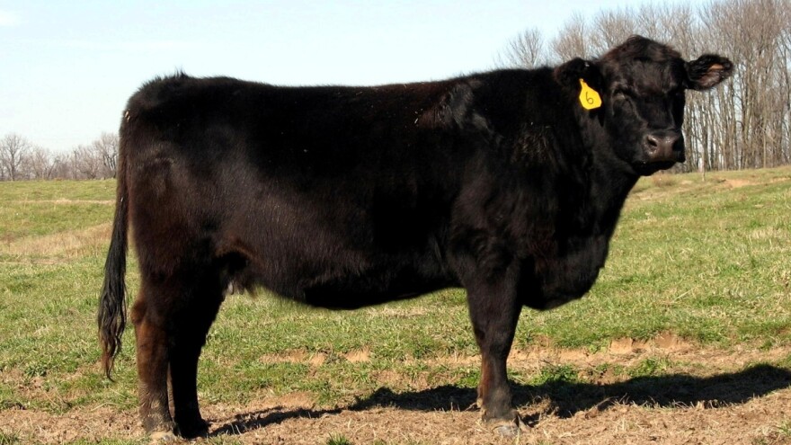 Prodali bika za 1,51 miliona dolara - novi svjetski rekord