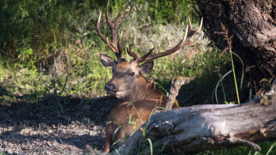 Uskoro nova polica osiguranja za štete od divljači koja uključuje i poljoprivredne usjeve
