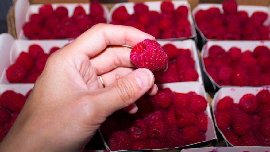 FAO pomaže poljoprivrednicima u BiH kroz dva projekta u 2022.