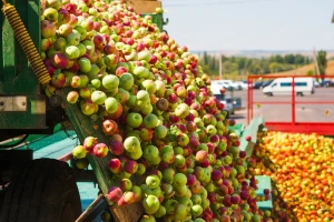 Kako su i zašto poljske jabuke zavladale svetskim tržištem?