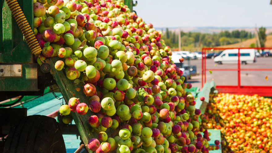 Poslao 50 tona jabuka nepoznatom kupcu pa ostao bez novca