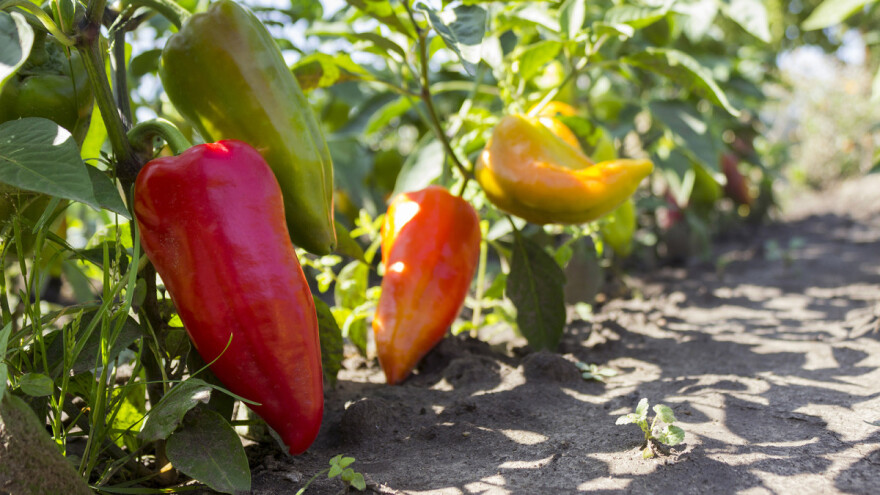 Loš rod paprike na otvorenom - očekivana cena od 100 do 120 dinara na veliko