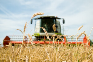 Ekstremne temperature nisu smetale pšenici - ostvareni prinosi od 7 t/ha