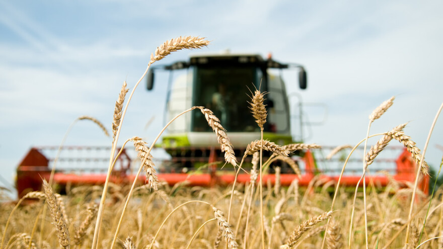 Ekstremne temperature nisu smetale pšenici - ostvareni prinosi od 7 t/ha