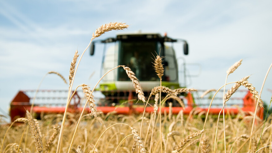 Povećava se globalna proizvodnja žitarica - pokazuje IGC prognoza