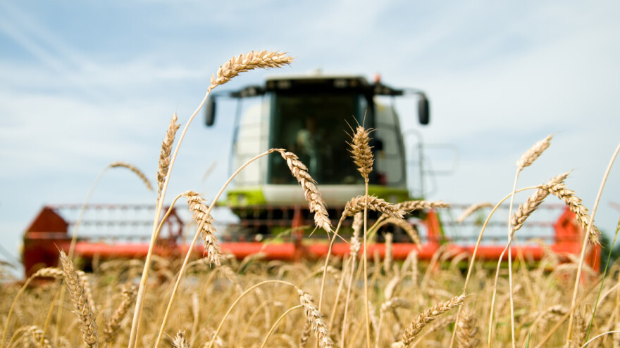 Nedostatak padavina: Globalna proizvodnja pšenice bit će nešto manja od prošlogodišnje
