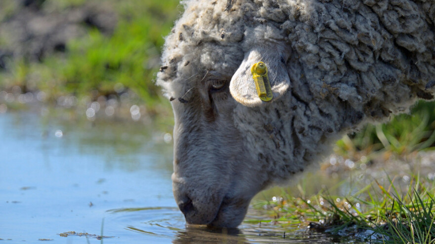 Koliko ovcama treba davati vode?