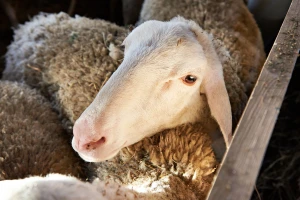 Klanje po verskim pravilima članice mogu same da zabrane - odlučio Sud EU