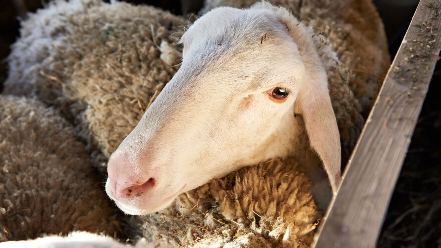 22. savjetovanje uzgajivača ovaca i koza održat će se putem Zoom Meeting-a